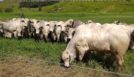 Genética apurada é ponto forte do 1° Leilão Mega Touros