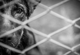 Cão mutilado e perturbação de sossego são descobertos após denúncias de maus-tratos em Viçosa