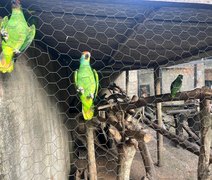 Sete papagaios-chauá chegam a Alagoas para reintrodução na natureza