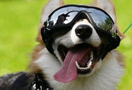 Cães processam a fala de forma semelhante aos humanos, revela estudo