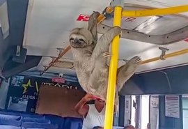 Bicho-preguiça é visto dentro de coletivo em Maceió e viraliza nas redes