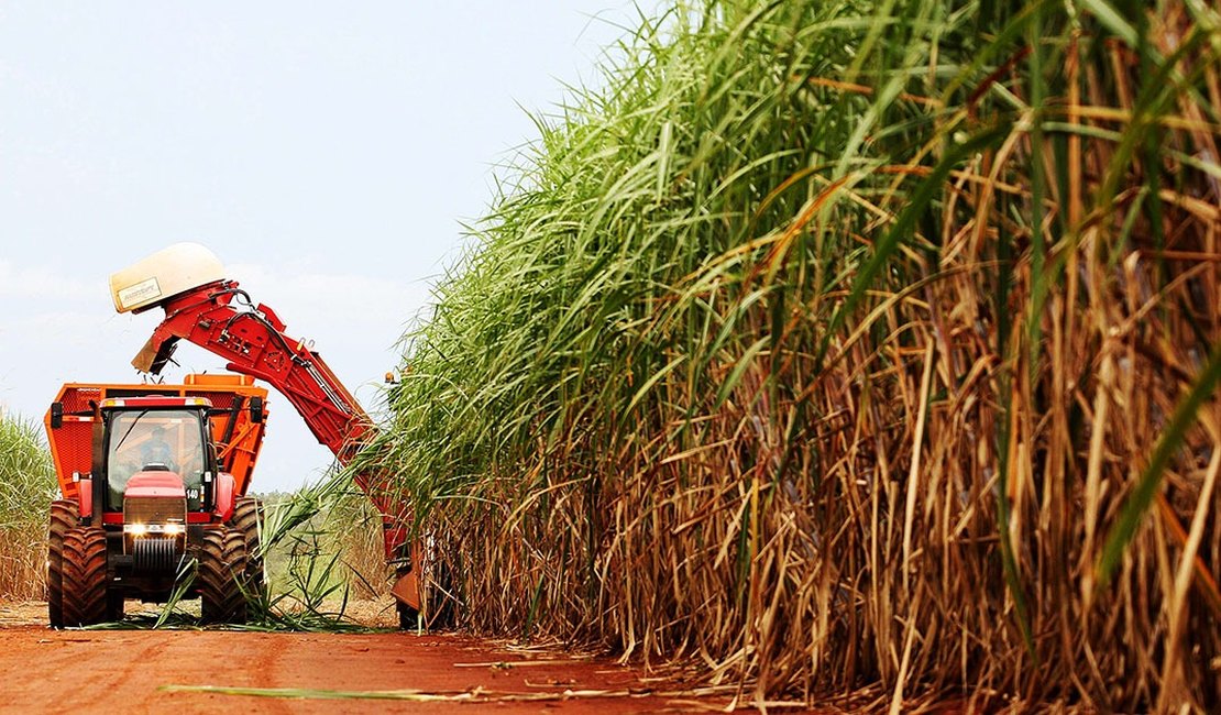 Safra de cana já supera moagem final do ciclo 2024/25 em Alagoas