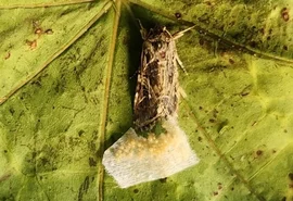 Animais reagem a sons 'secretos' de plantas, revela pesquisa