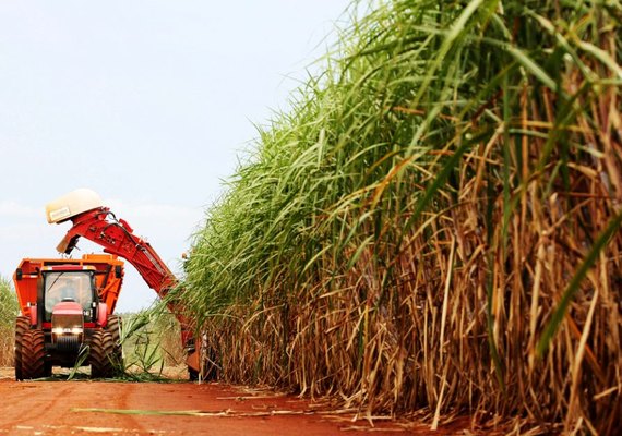Acordo com Trump prejudica usinas em Alagoas e beneficia empresas nos EUA