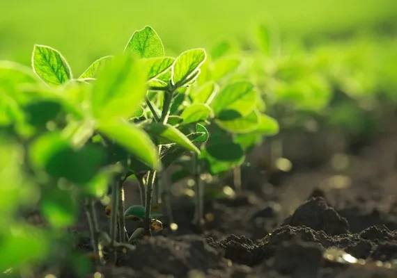 Nanotecnologia pode gerar fertilizante de liberação lenta para maior absorção