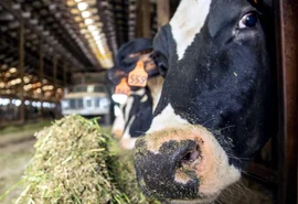 Cooperativa agropecuária estuda a diversificação de cinco novas culturas