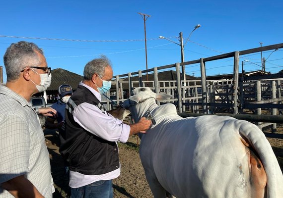 Abertura da segunda etapa da campanha de vacinação contra aftosa é realizada na Expoagro