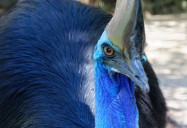 Pássaro mais perigoso do mundo foi domesticado por humanos há 18 mil anos