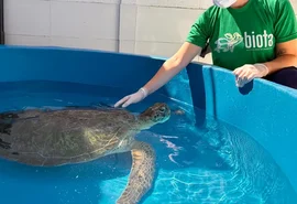 Tartaruga marinha com ferimento na cabeça é resgatada na Lagoa Mundaú