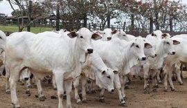 Prateleira do Leilão Nelore Barros Correia reúne produtos que atendem múltiplas categorias da pecuária