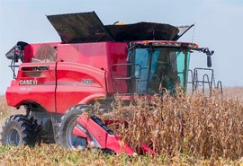 Milho em baixa: produção da segunda safra pressiona mercado nacional