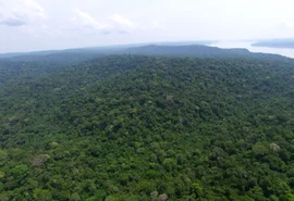 Holanda anuncia investimento para fundo de florestas