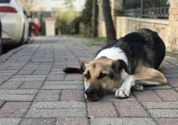 Prefeitura de Delmiro Gouveia inicia a castração de animais em situação de rua neste sábado (26)