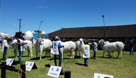 Primeiro dia de julgamentos expõe rebanho de alto nível na Expoagro Alagoas