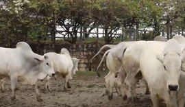 Fazenda Recanto, em Chã Preta, alcança índice histórico de 90% de prenhez em novilhas Nelore
