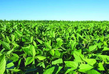 IBGE divulga agenda da semana com reunião do Censo Agro em Alagoas
