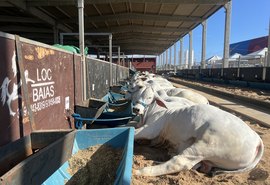 Abertura da Expoagro acontece nesta sexta (25) no Parque da Pecuária