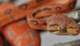 Criatório de répteis apresenta modelo de negócio inovador em Alagoas