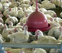 Governo confirma 1º foco de gripe aviária em granja comercial no Brasil