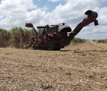 Fim do tarifaço só deve beneficiar açúcar de Alagoas na próxima safra