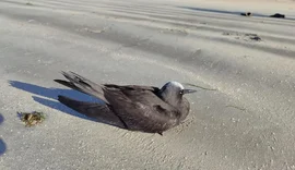 IMA-AL alerta população para evitar contato com aves marinhas