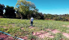 Sebrae auxilia pequenos produtores em AL com o programa Agronordeste