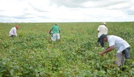 Agricultores  comemoram a colheita farta de feijão na quarta edição do Barriga Cheia