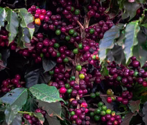 Brasil deve dar impulso à produção mundial de café