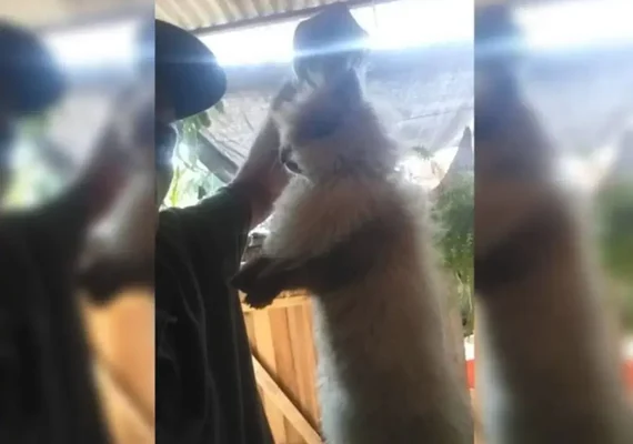 Homem faz “massacre de pets” para chantagear ex-companheira