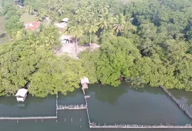 Mortes de peixes-boi em Alagoas acendem alerta de contaminação na base de conservação