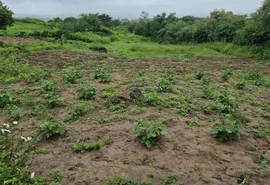Fiscalização denuncia: falta de terra leva quilombolas a plantar em lixão