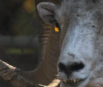 Idoso clona ovelha gigante híbrida e vai preso nos EUA