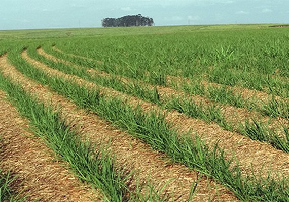 Alta de preços nos produtos da cana anima fornecedores de AL