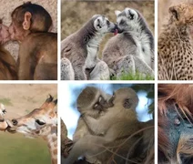 Primeiro beijo pode ter surgido há mais de 21 milhões de anos, apontam cientistas