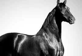 Empresa investigada por mortes de cavalos segue interditada em Alagoas