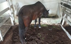 Haras em Maceió com irregularidades na criação dos animais