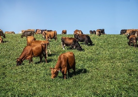 Empesa lança primeiro arame farpado sem farpas do Brasil na Agroleite