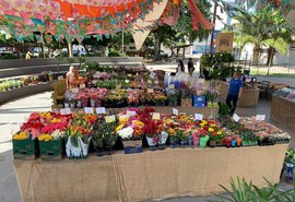 Feira de Flores Holambra chega a Arapiraca com mais de 200 espécies