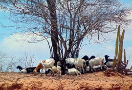 Alto Sertão é responsável por 30% da criação de cabras em Alagoas, segundo levantamento