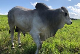 Santa Nazaré e Varrela apresentam seleção genética para qualidade da carne