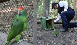 Papagaios Chauás entram na fase final de aclimatação antes da soltura em Alagoas