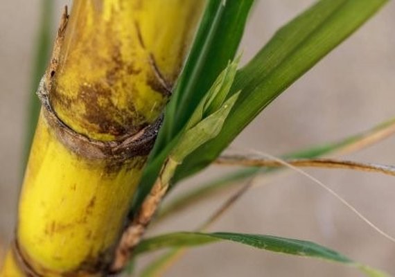 Nova técnica de plantio é apresentada a produtores de cana