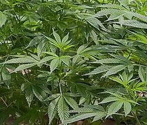 Anvisa defende manutenção de marco regulatório para cannabis medicinal