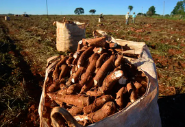 Clima desfavorável afeta comercialização de mandioca