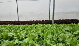 Reuso de solução nutritiva reduz custos na produção de hortaliças