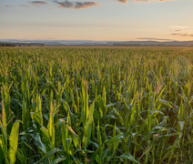 PIB da agropecuária cresce 11,7% e impulsiona resultado da economia em 2025