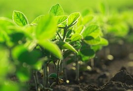Microbioma do solo ganha protagonismo na produtividade agrícola