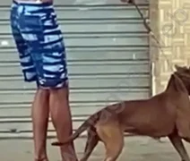 Polícia prende homem que usou cão da raça pitbull para atacar e matar gato