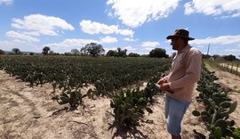 16 mil DAP´s foram emitidas aos agricultores familiares em 2020