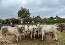 Tourama de cabeceira do Nelore Barros Correia mostra a evolução de 43 anos de genética